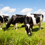 Valuable information helps us to approach dairy farmers successfully